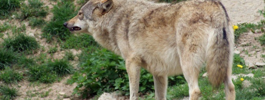 Ist der Wolf zurück in Hessen?