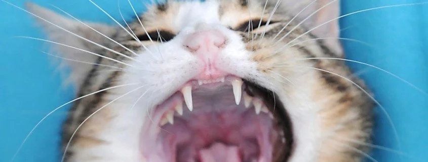 Zahnprobleme bei Hund und Katze erkennen