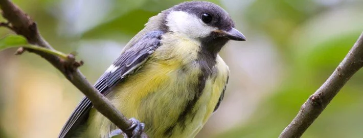 Zentralnervöse Störungen bei Vögeln