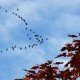 Zugvögel können nachträglich Navigieren lernen