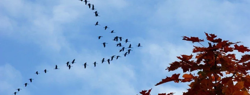 Zugvögel können nachträglich Navigieren lernen