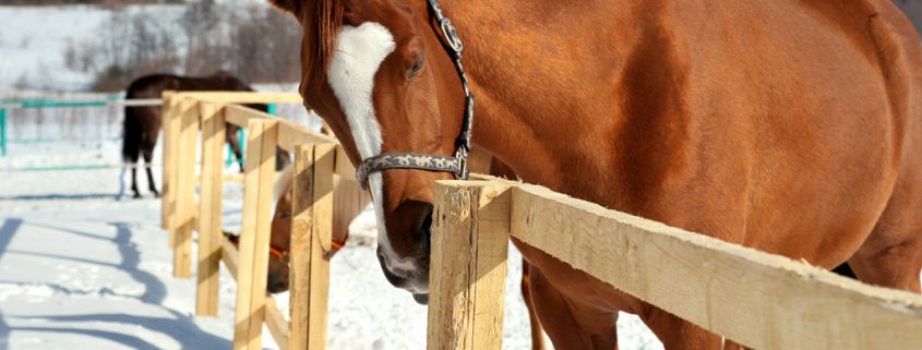 Achtung vor Betrug mit Beistellpferden