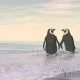 Adelie-Pinguine: Population größer als angenommen