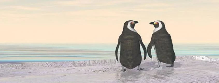 Adelie-Pinguine: Population größer als angenommen