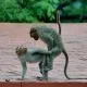 Affen-Mafia beklauen Touristen in Indonesien