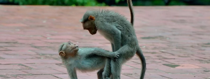 Affen-Mafia beklauen Touristen in Indonesien