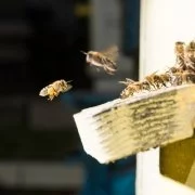 Der Beexet: Als die Bienen Großbritannien verließen