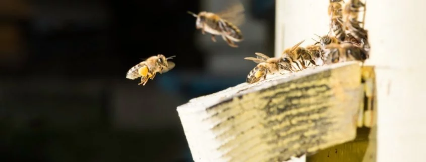 Der Beexet: Als die Bienen Großbritannien verließen