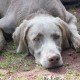 Alte Hunde: Was Sie bei der Ernährung beachten sollten