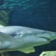 Angst vor Aggression: Schwangere Haie meiden Männchen