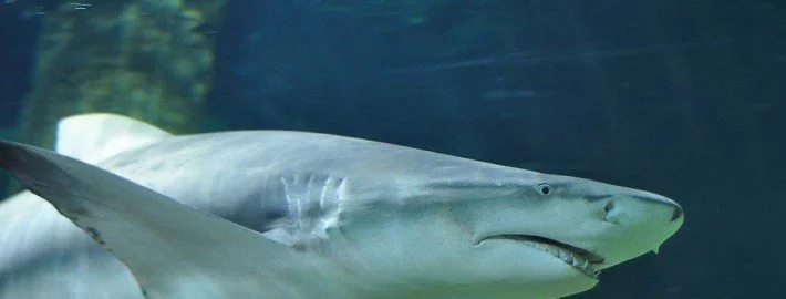 Angst vor Aggression: Schwangere Haie meiden Männchen