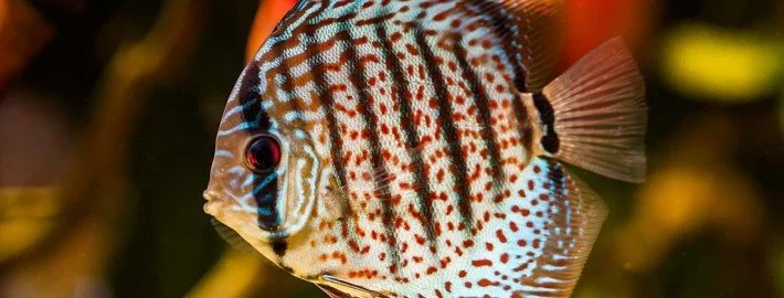Aquaristik für Anfänger – worauf sollte man achten?