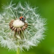 Artenvielfalt: Wie können wir unsere Insekten schützen?