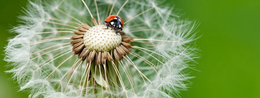 Artenvielfalt: Wie können wir unsere Insekten schützen?