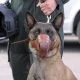 Die Ausbildung von Polizeihunden