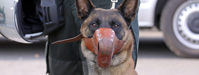 Die Ausbildung von Polizeihunden