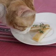 Ausgewogen & individuell- Der Speiseplan für Katzen