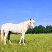 Pferderassen: Das Australische Pony