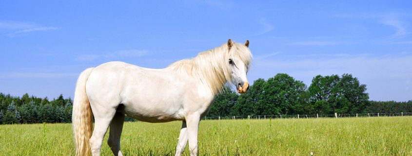 Pferderassen: Das Australische Pony