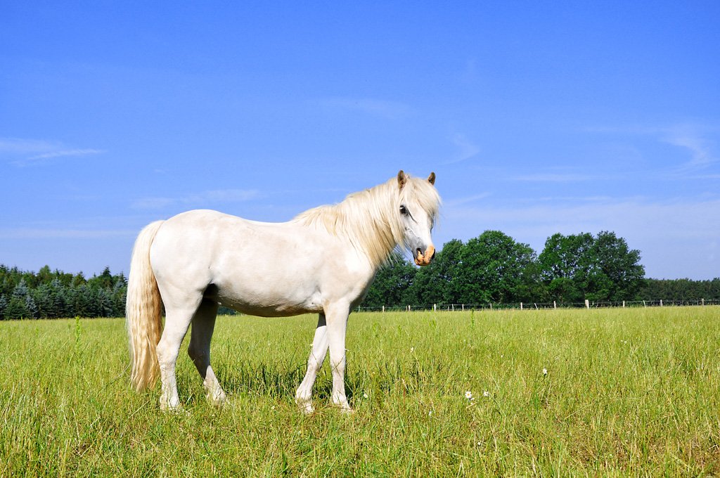 australisches pony