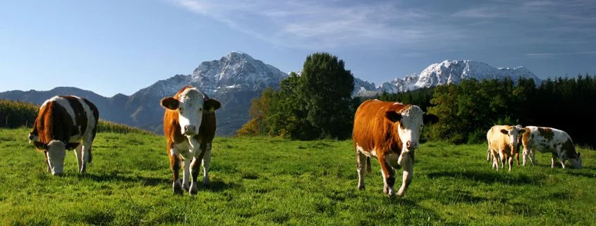 Auswirkung von Hitze auf Rinder, Pferde und Schafe