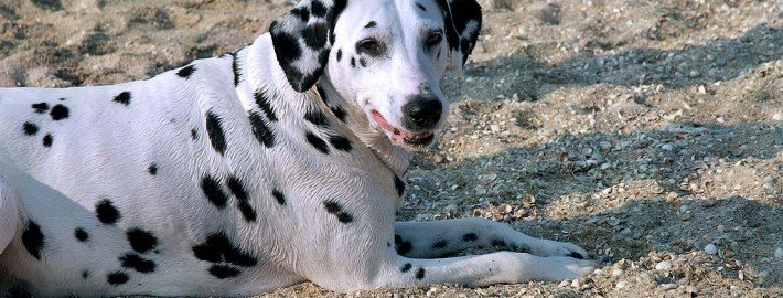 Bandscheibenvorfall beim Hund