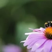 Bienen sind glücklicher in der Stadt