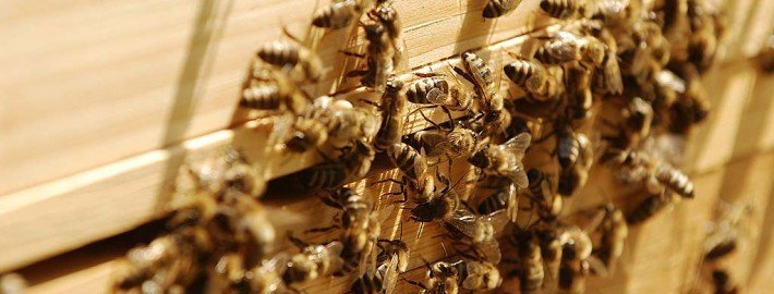 Bienenschwarm im Garten