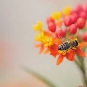 Bienensterben durch die Varroa-Milbe