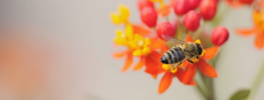 Bienensterben durch die Varroa-Milbe
