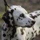 Blindenhunde – die vierbeinigen Helfer