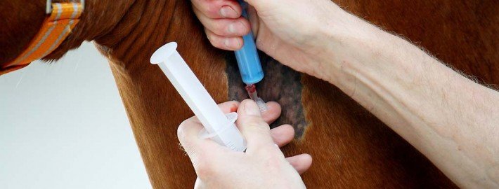 Blutuntersuchung bei Tieren