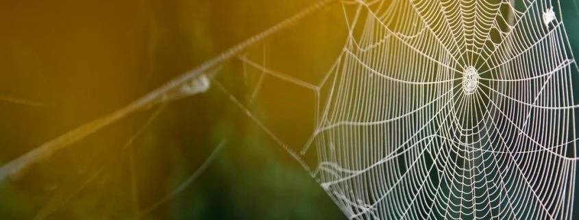 Brautgeschenk rettet männlichen Spinnen das Leben