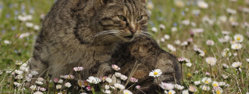 Bringen Katzen unsere Vogelwelt in Gefahr?