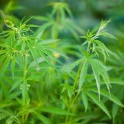 Cannabis für Tiere