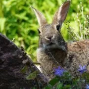 Neue Chinaseuche bedroht Hasen und Kaninchen