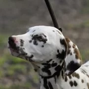 Hunderassen: Der Dalmatiner