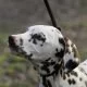 Hunderassen: Der Dalmatiner