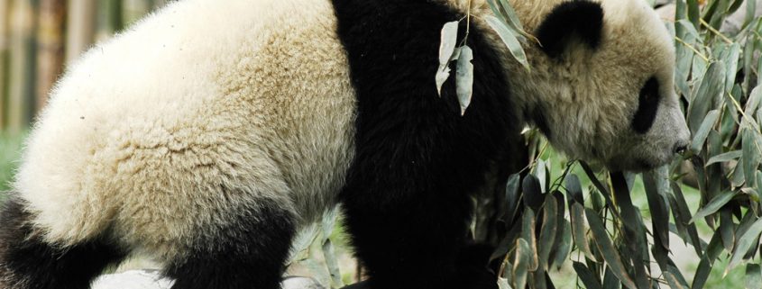 Darum sind Pandas schwarz weiß