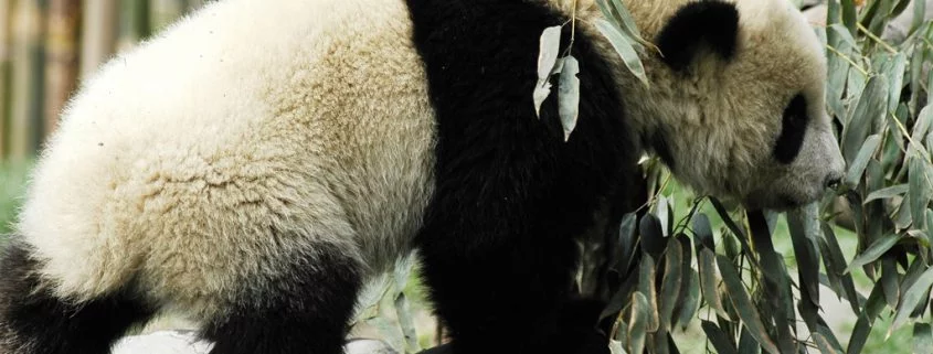 Darum sind Pandas schwarz weiß