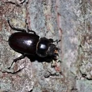 Käfersterben: Der Massenhafte Tod unserer Käfer
