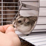 Der Hamster zieht ein: Tipps für einen erfolgreichen Start