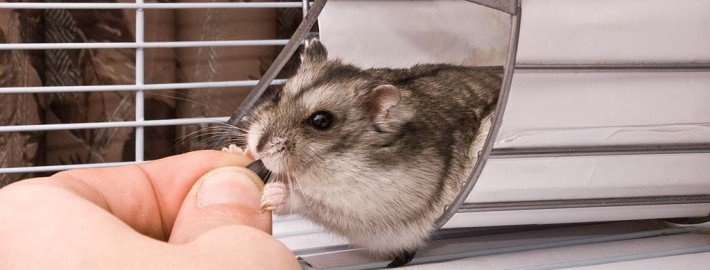 Der Hamster zieht ein: Tipps für einen erfolgreichen Start