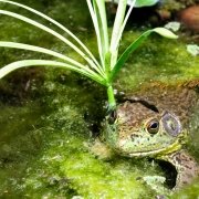 Der Ochsenfrosch – ein aggressiver Zeitgenosse