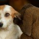 Diabetes mellitus - Zuckerkrankheit bei Hunden