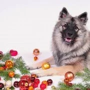 Die 5 besten Weihnachtsgeschenke für Ihren Hund