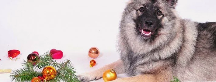 Die 5 besten Weihnachtsgeschenke für Ihren Hund