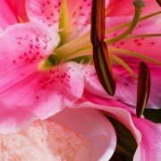 Die Aromatherapie für Haustiere