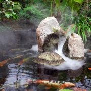 Die richtige Ernährung von Teichfischen