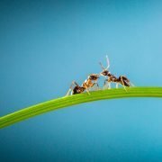 Die Sanitäter-Ameisen